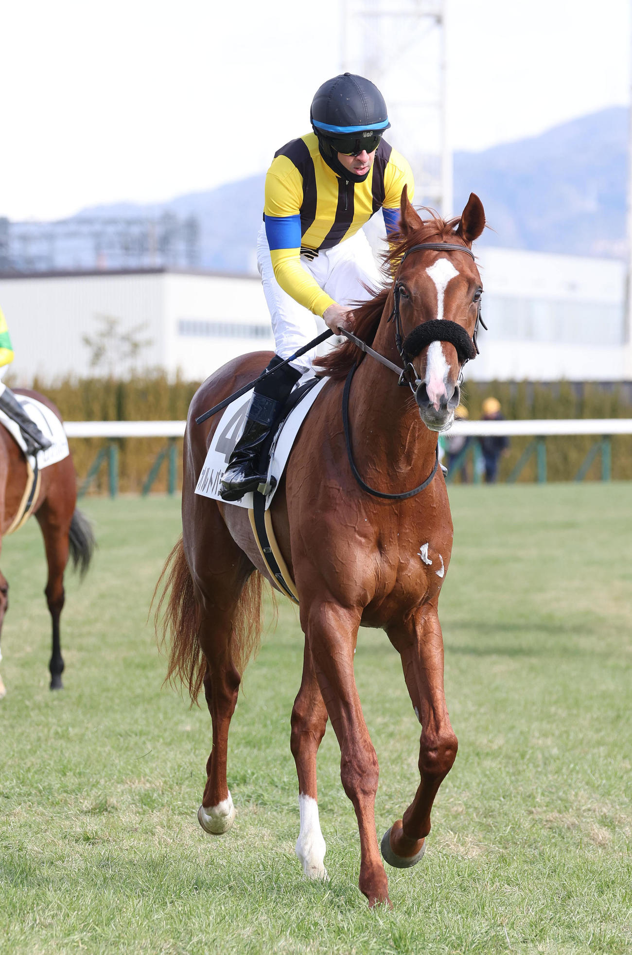 京都5R新馬戦を制したオルトパラティウムとルメール騎手（撮影・白石智彦）