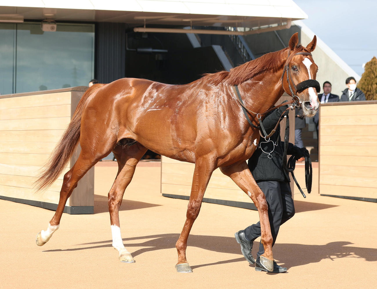 京都5R新馬戦を制したオルトパラティウム（撮影・白石智彦）