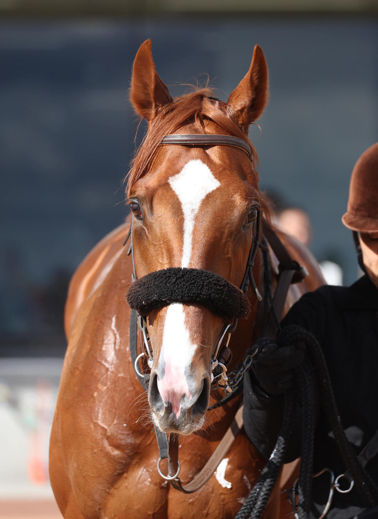 京都5R新馬戦を制したオルトパラティウム（撮影・白石智彦）