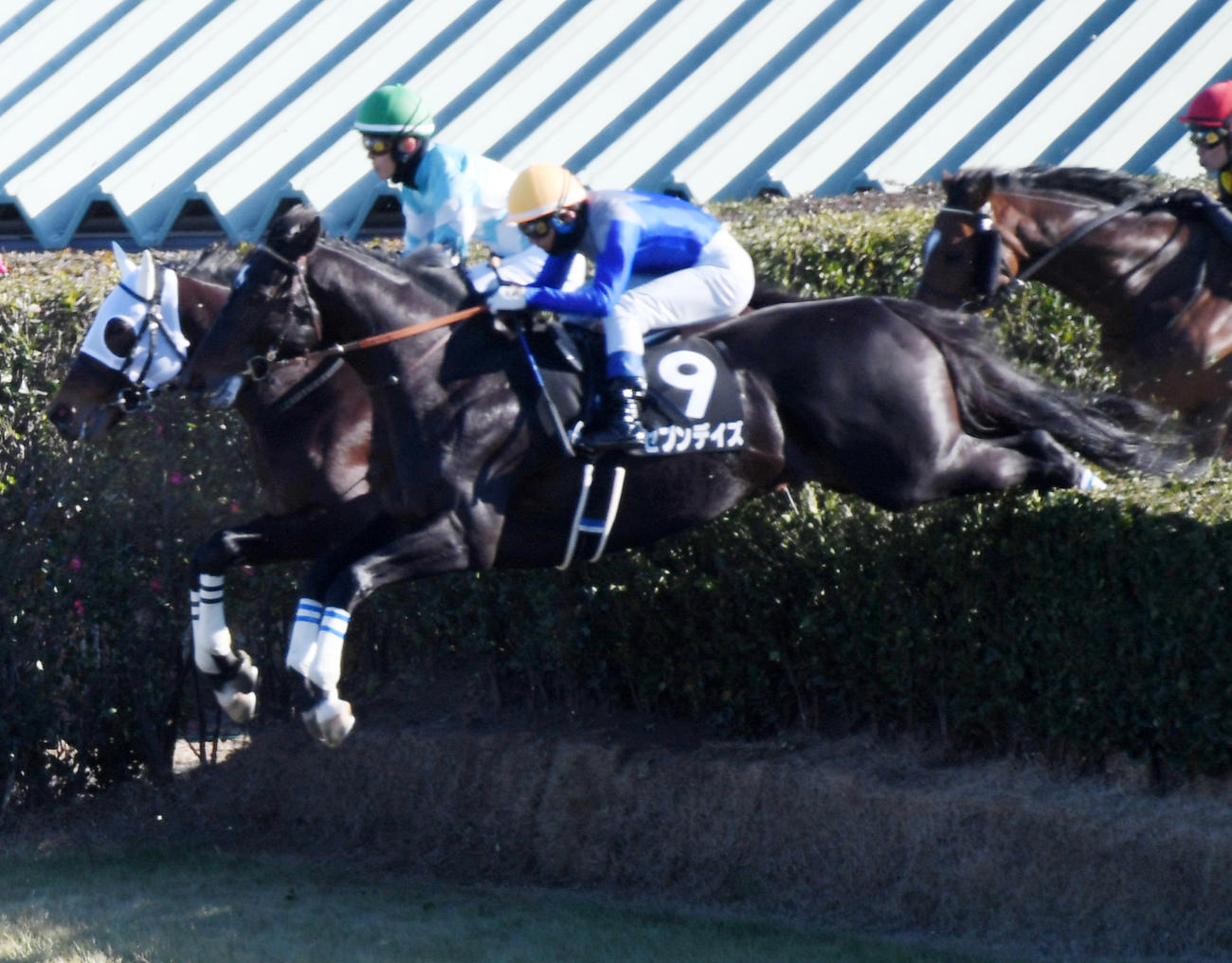 中山8R、飛越する中山新春ジャンプSを制したセブンデイズ（手前）（撮影・柴田隆二）