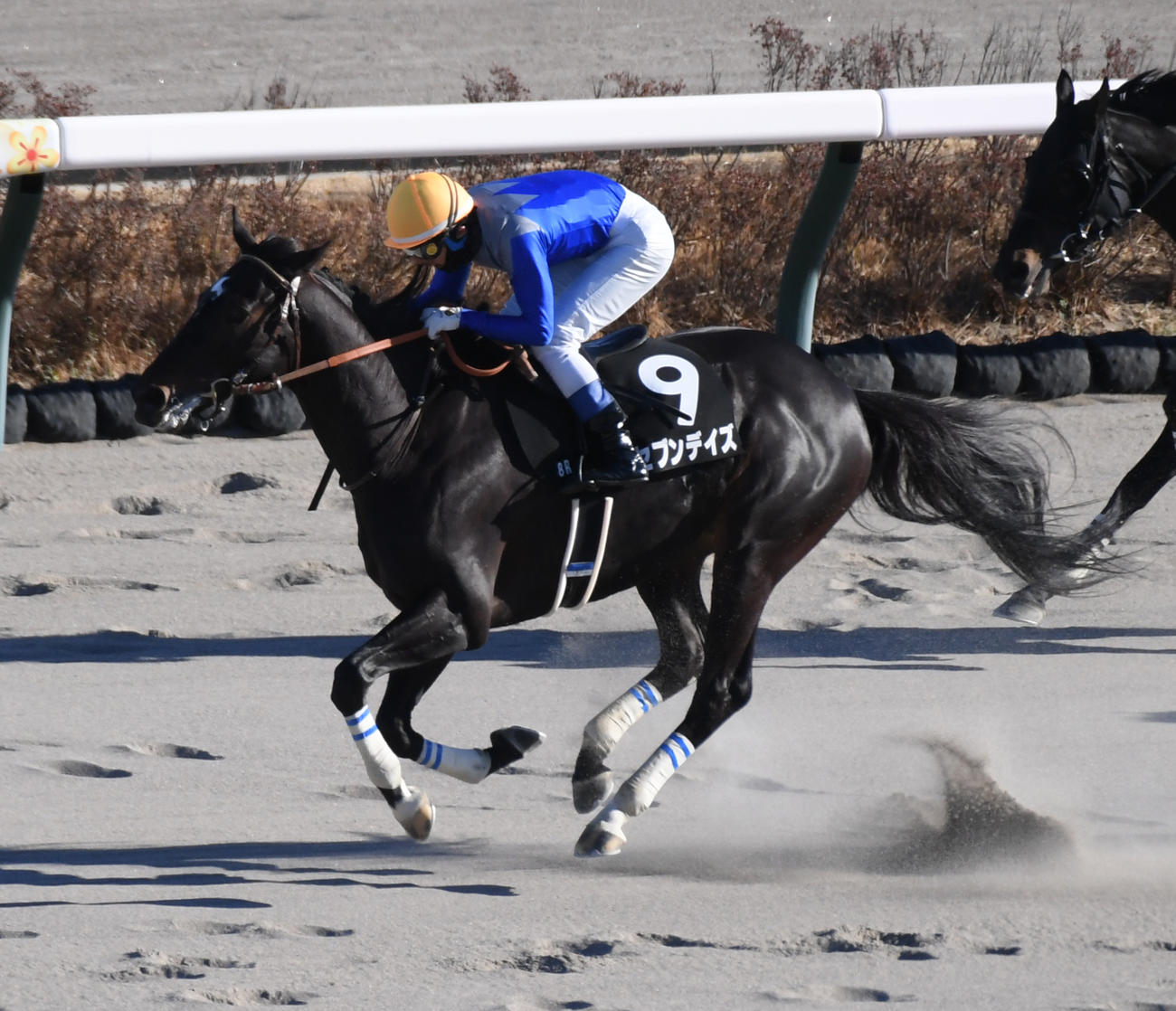 中山8R、中山新春ジャンプSを制したセブンデイズ（撮影・柴田隆二）
