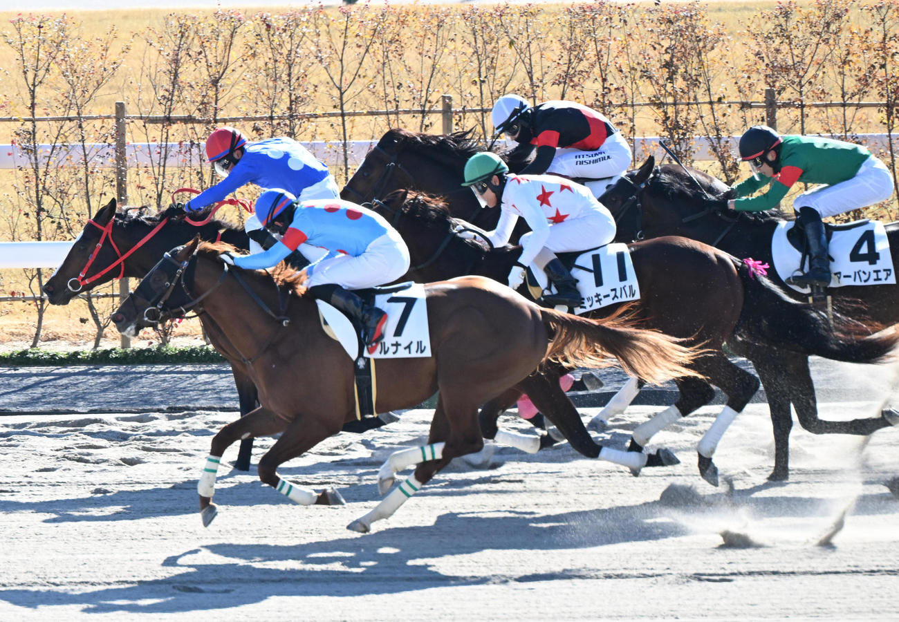 京都3R、アルナイル（手前）の追い上げを振り切り新馬戦を制するタイセイミニスターと田口騎手（撮影・和賀正仁）