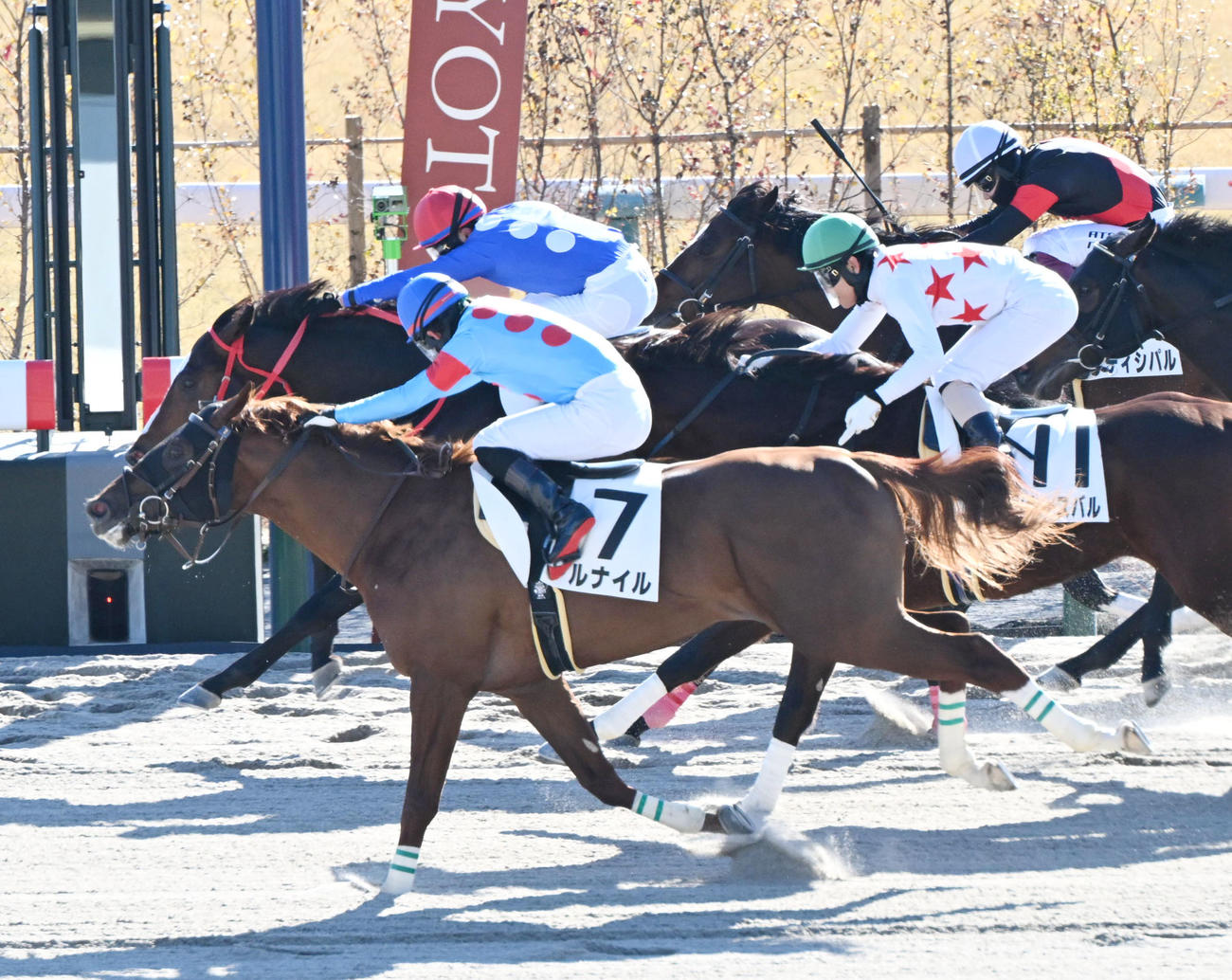 京都3R、アルナイル（手前）の追い上げを振り切り新馬戦を制するタイセイミニスターと田口騎手（撮影・和賀正仁）