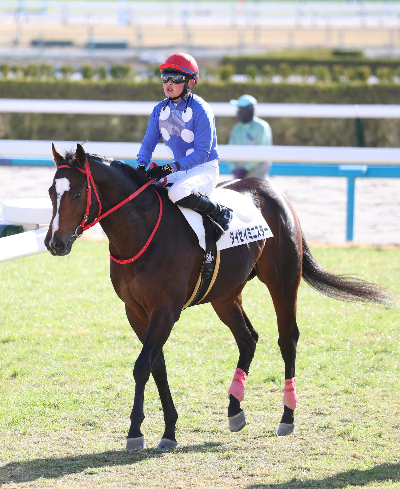 京都3R、新馬戦を制したタイセイミニスター（撮影・白石智彦）