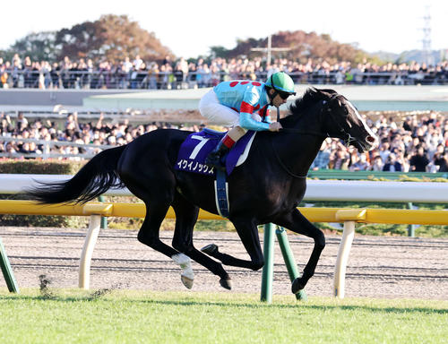 天皇賞・秋を制したイクイノックス（2023年10月29日撮影）