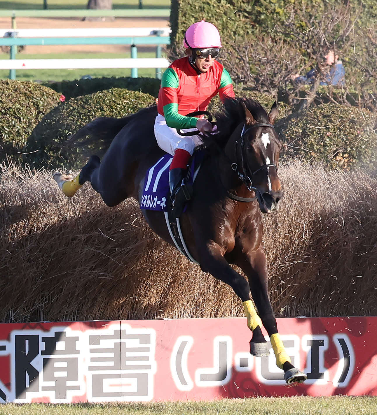 中山大障害で障害を飛越するマイネルレオーネ（2023年12月23日撮影）