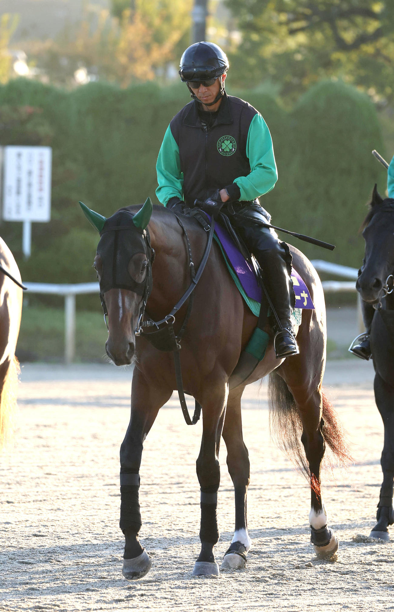 スタンド前で運動するサヴォーナ（2023年10月撮影）