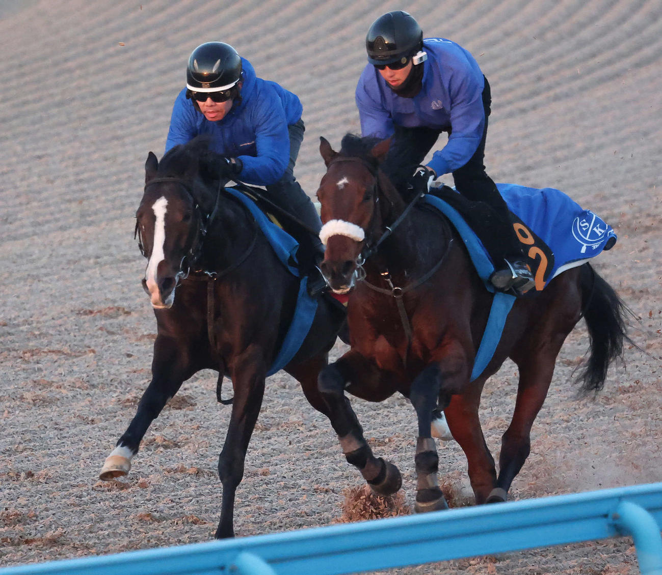 バードウォッチャー（左）は美浦ウッドでサトノエピックと併せて追い切られた（撮影・丹羽敏通）