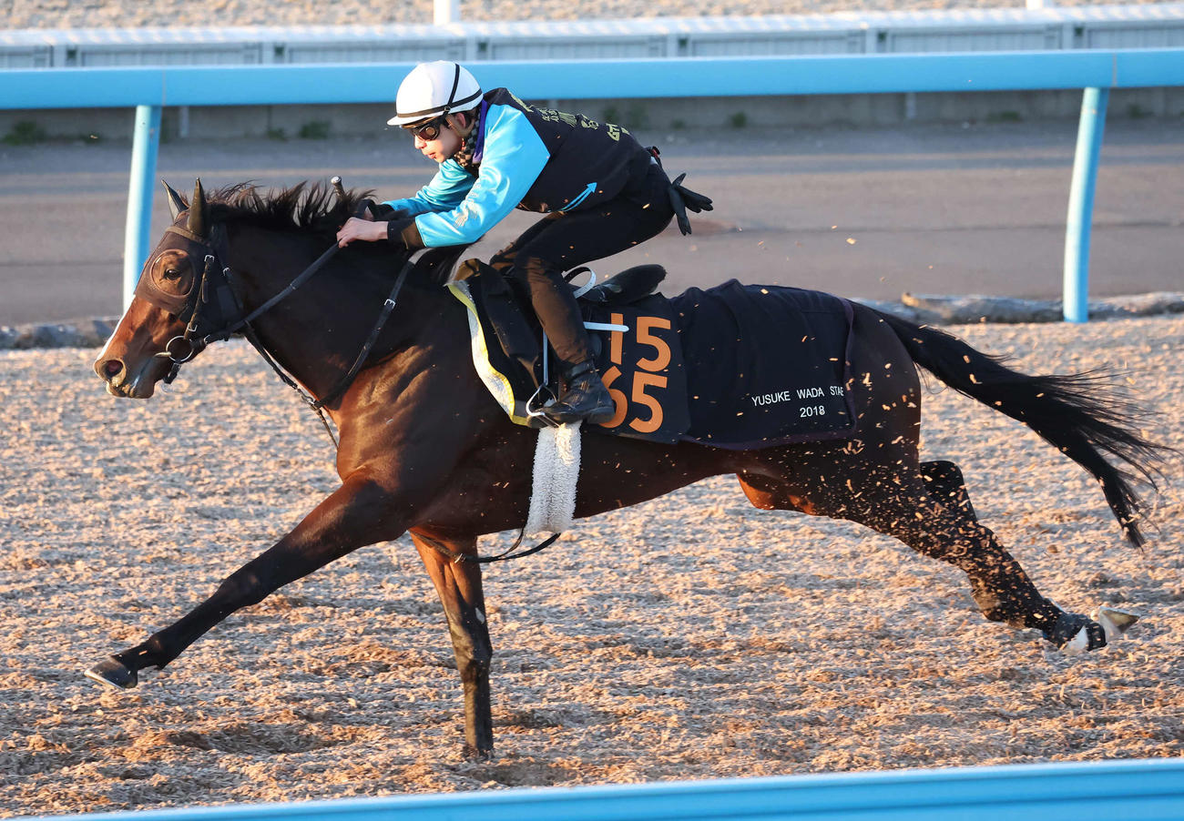 ロードヴェスパーは横山和騎手を背に美浦ウッドで追い切られた（撮影・丹羽敏通）