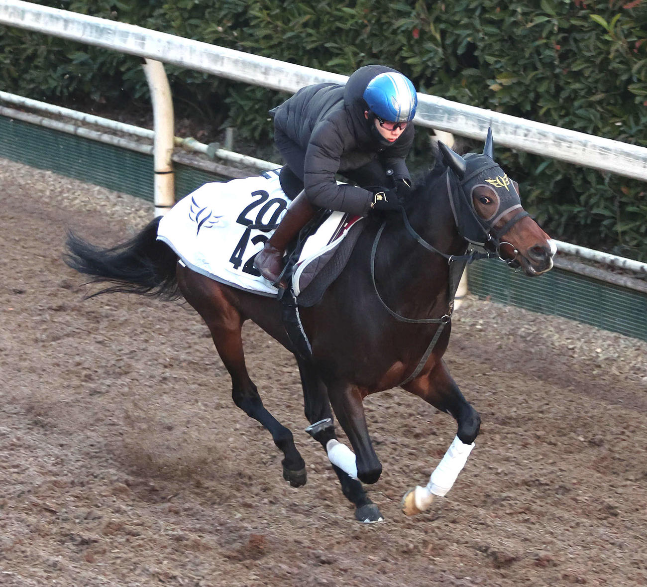 斎藤騎手を背に坂路を単走で追い切るミッキーゴージャス（撮影・白石智彦）