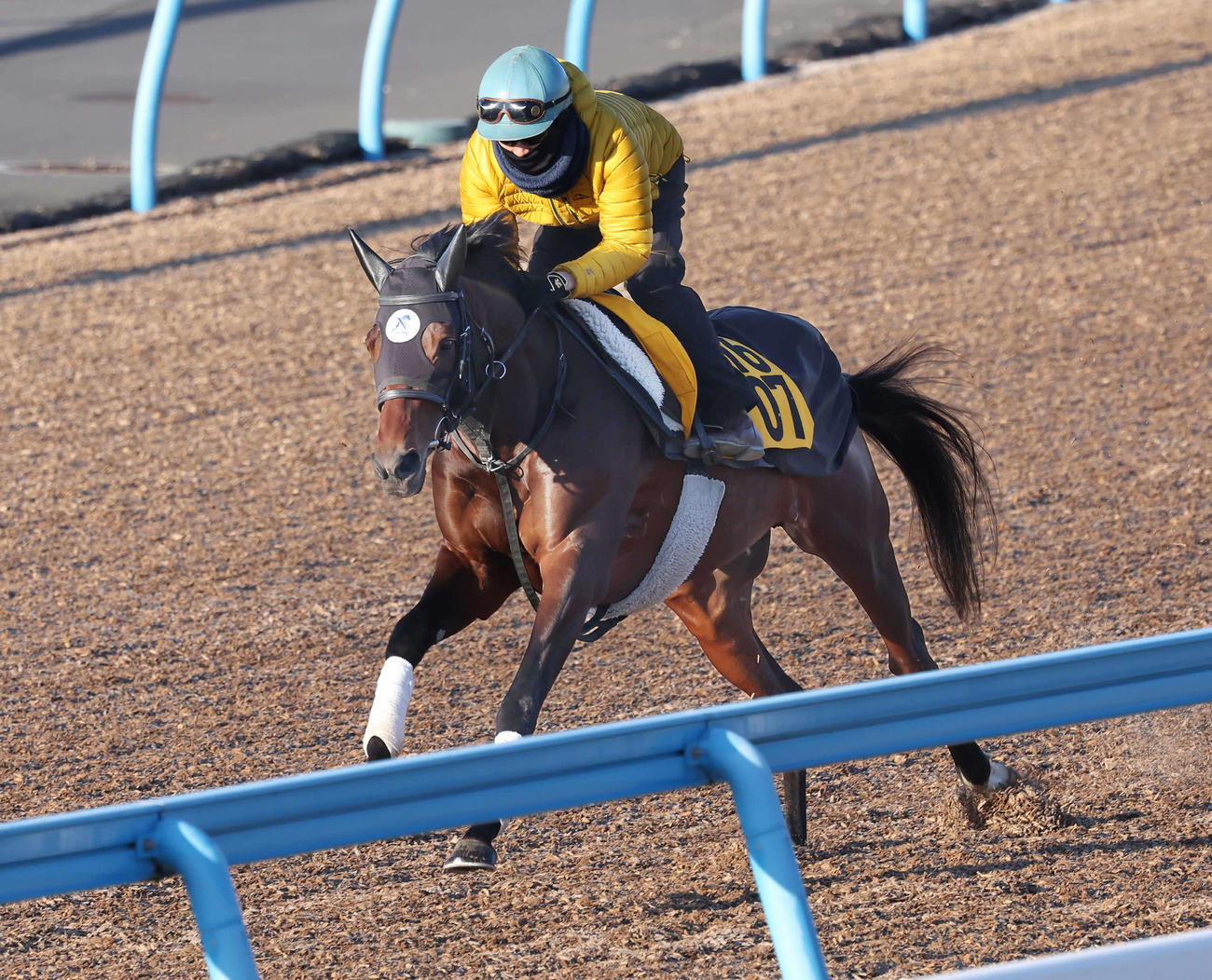ブローザホーンは菅原明騎手を背に美浦ウッドを単走で追い切られた（撮影・丹羽敏通）