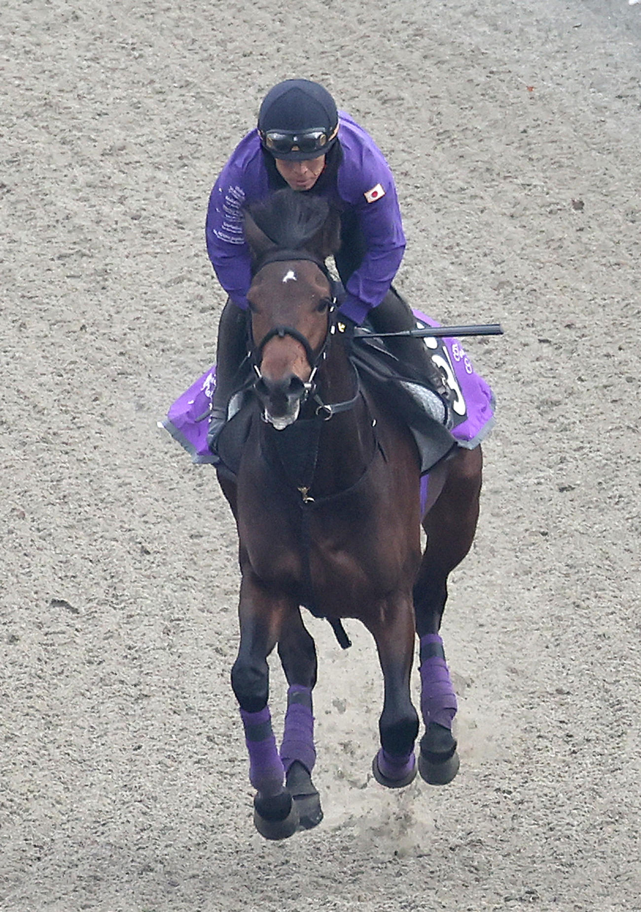 ポリトラックで追い切るジュンゴールド（撮影・白石智彦）