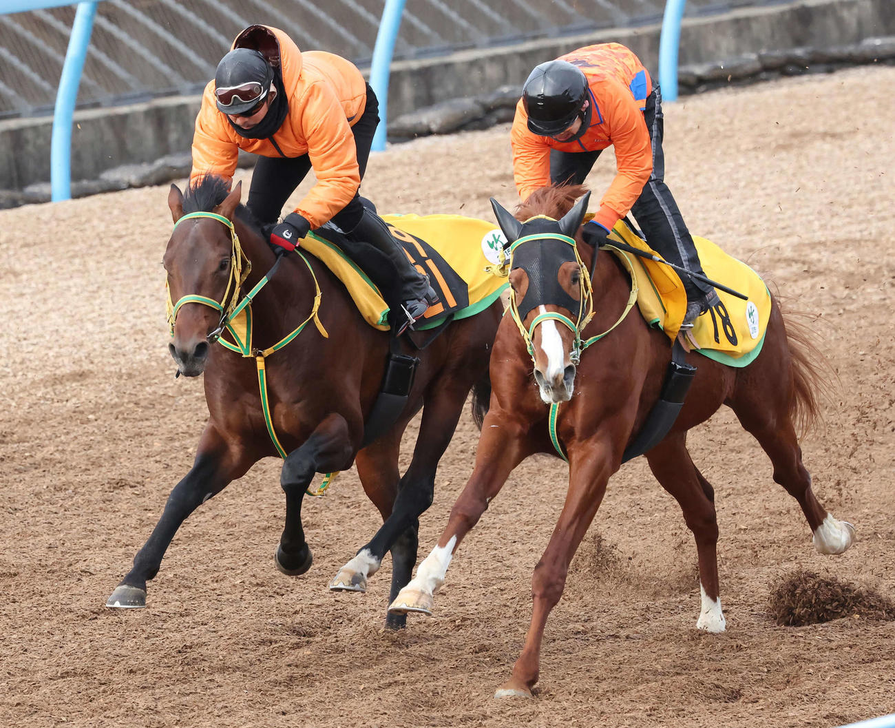 ニシノフィアンス（左）は美浦ウッドでサクセスエースと併せて追い切られた（撮影・丹羽敏通）
