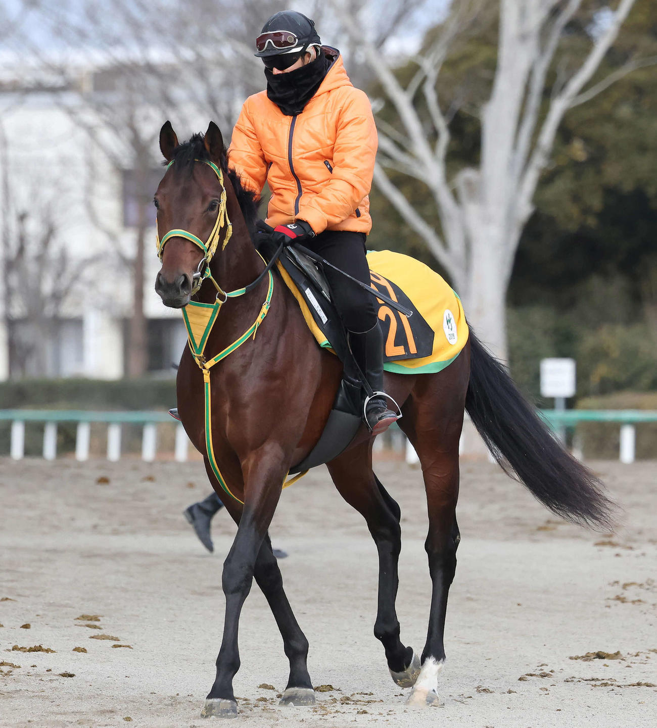 馬場へ向かうニシノフィアンス（撮影・丹羽敏通）