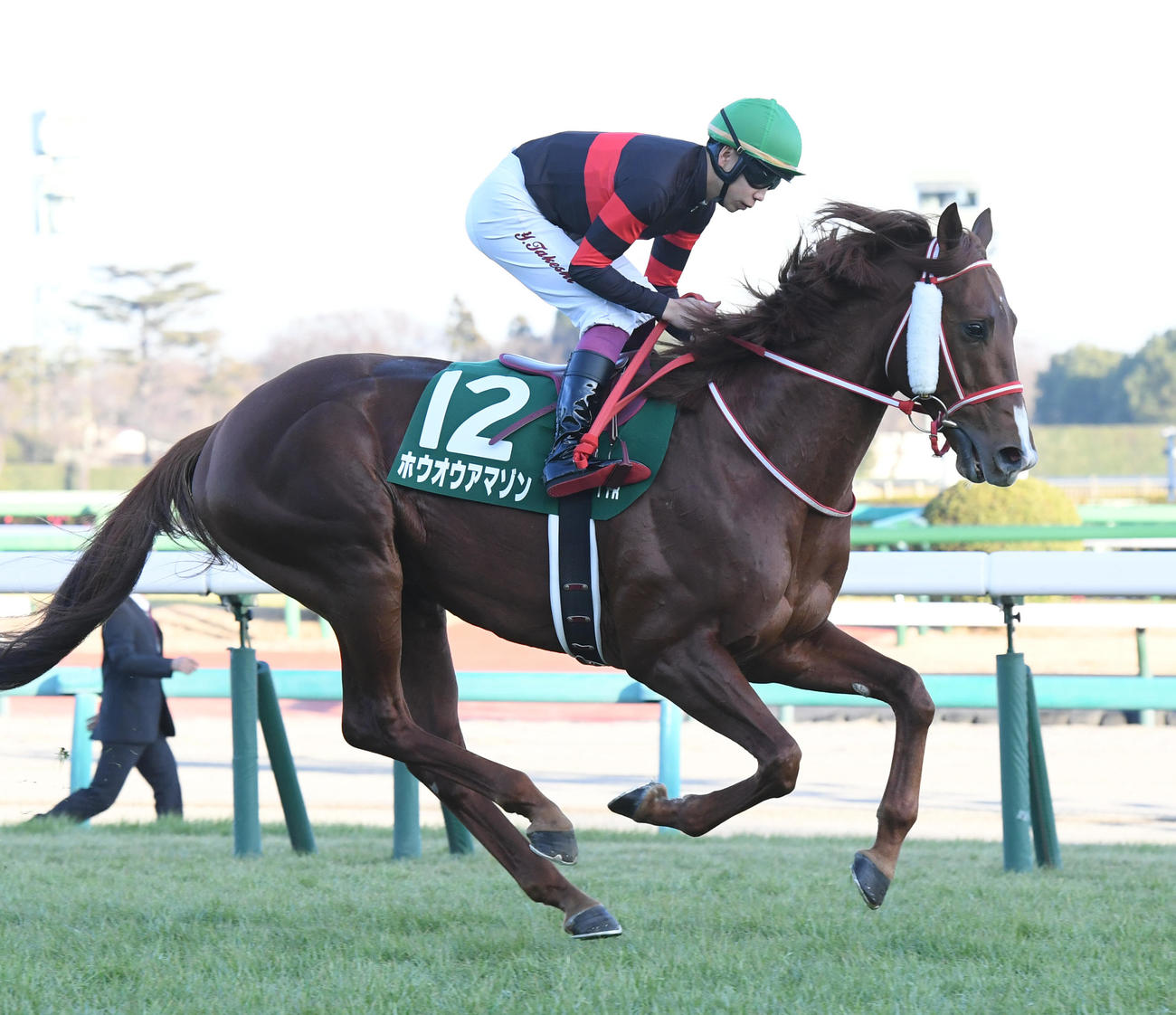 中山金杯、本馬場に入場したホウオウアマゾン（2024年1月6日撮影）