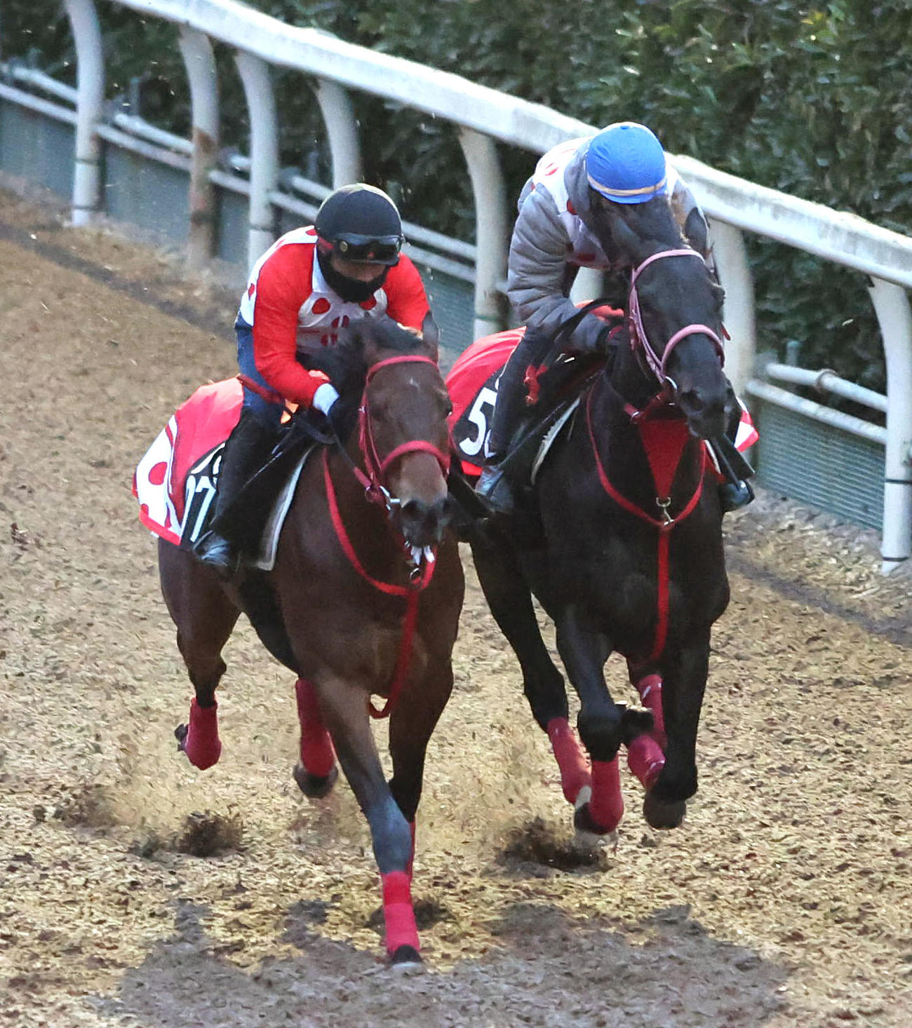 田中健騎手を背に坂路をクラヴィコード（左）と併せ馬で追い切るハヤテノフクノスケ（撮影・白石智彦）