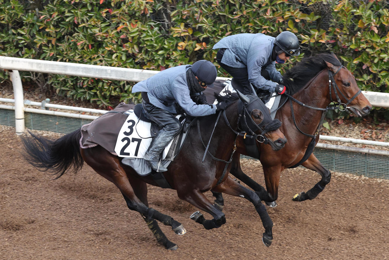 坂路をワールドウインズ（右）と併せて追い切るエニシノウタ（撮影・白石智彦）
