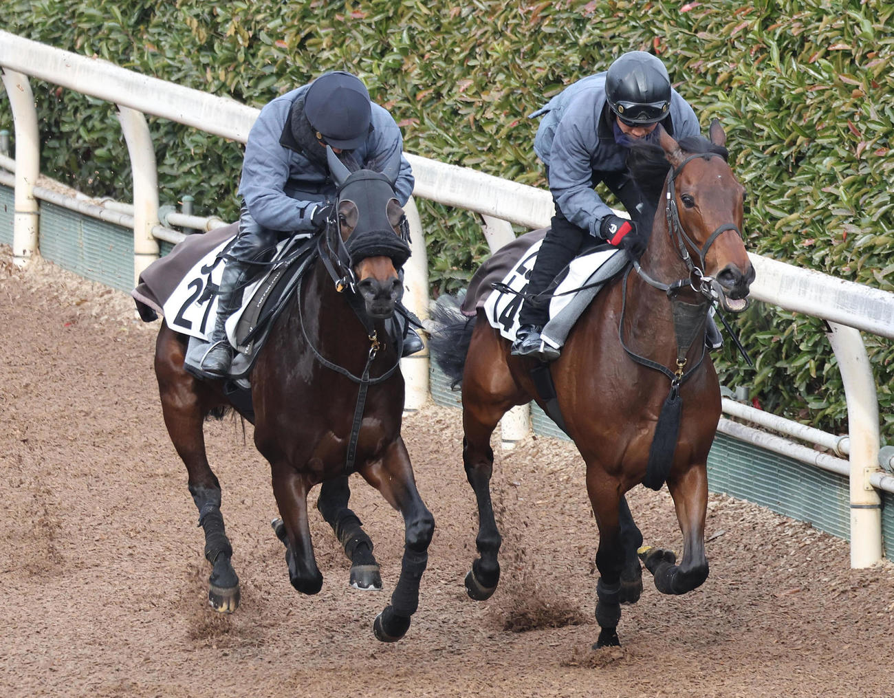 坂路をワールドウインズ（右）と併せ馬で追い切るエニシノウタ（撮影・白石智彦）