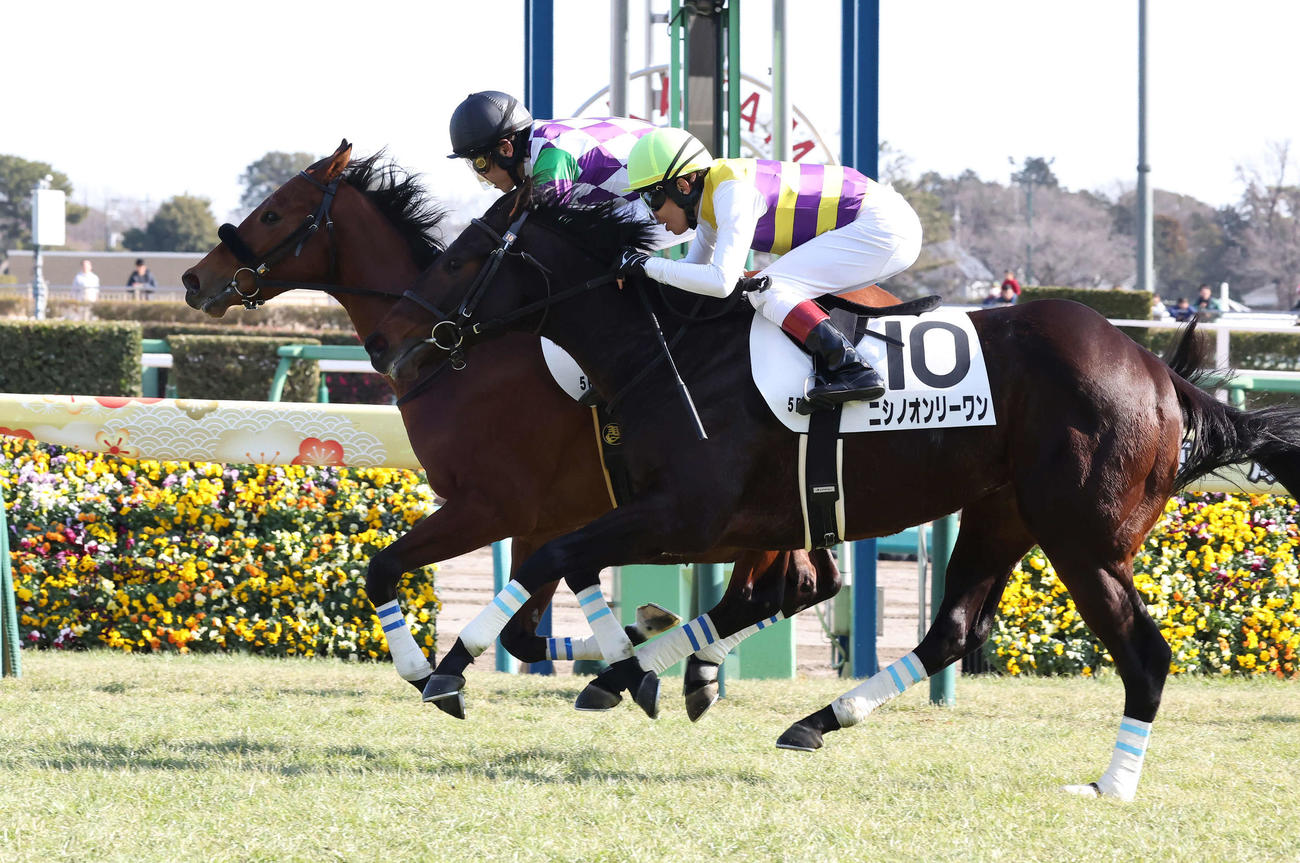 中山5R新馬戦を制したヒラボクミニーと勝浦騎手（左）（撮影・丹羽敏通）