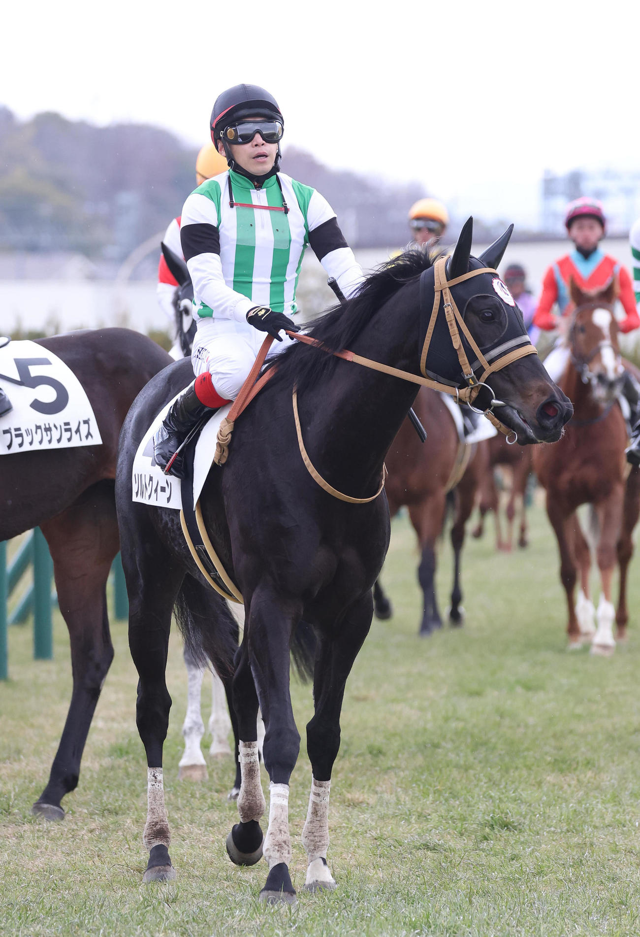 京都5R、3歳未勝利を勝ち上がったソルトクィーン（撮影・白石智彦）