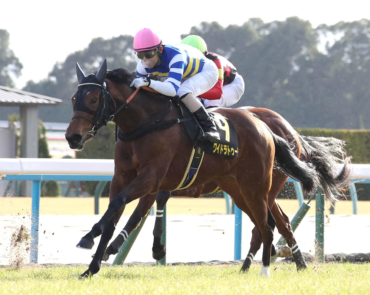 京都10R、直線外から伸びて紅梅Sを制したワイドラトゥール（撮影・白石智彦）