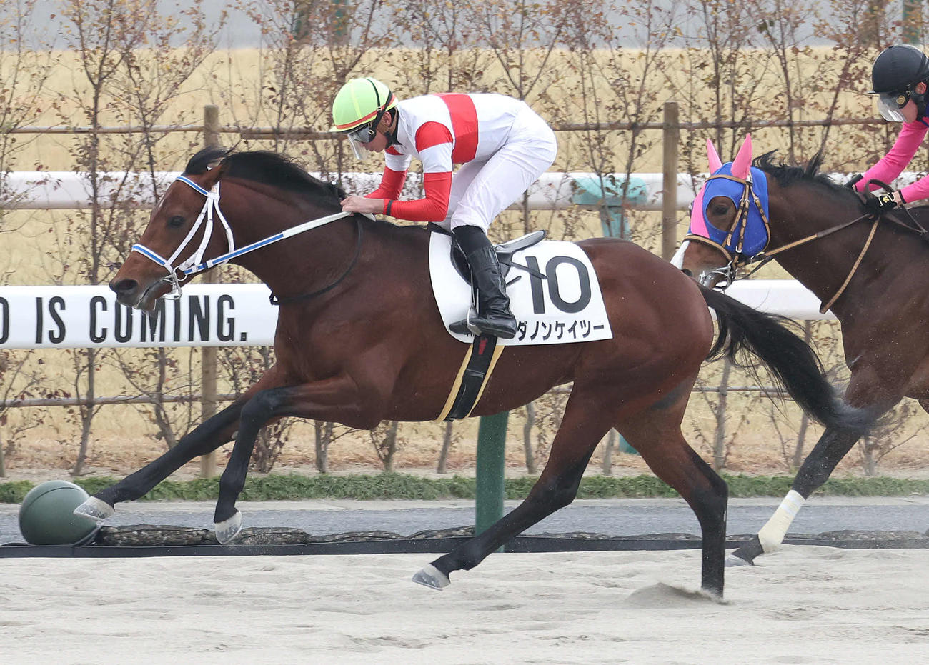 京都4R、直線抜け出して新馬戦を制したダノンケイツー（撮影・白石智彦）