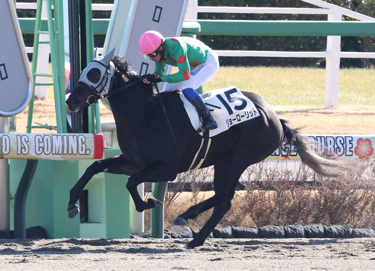 中山3R新馬戦を制したジョーローリットと岩田康騎手（撮影・丹羽敏通）