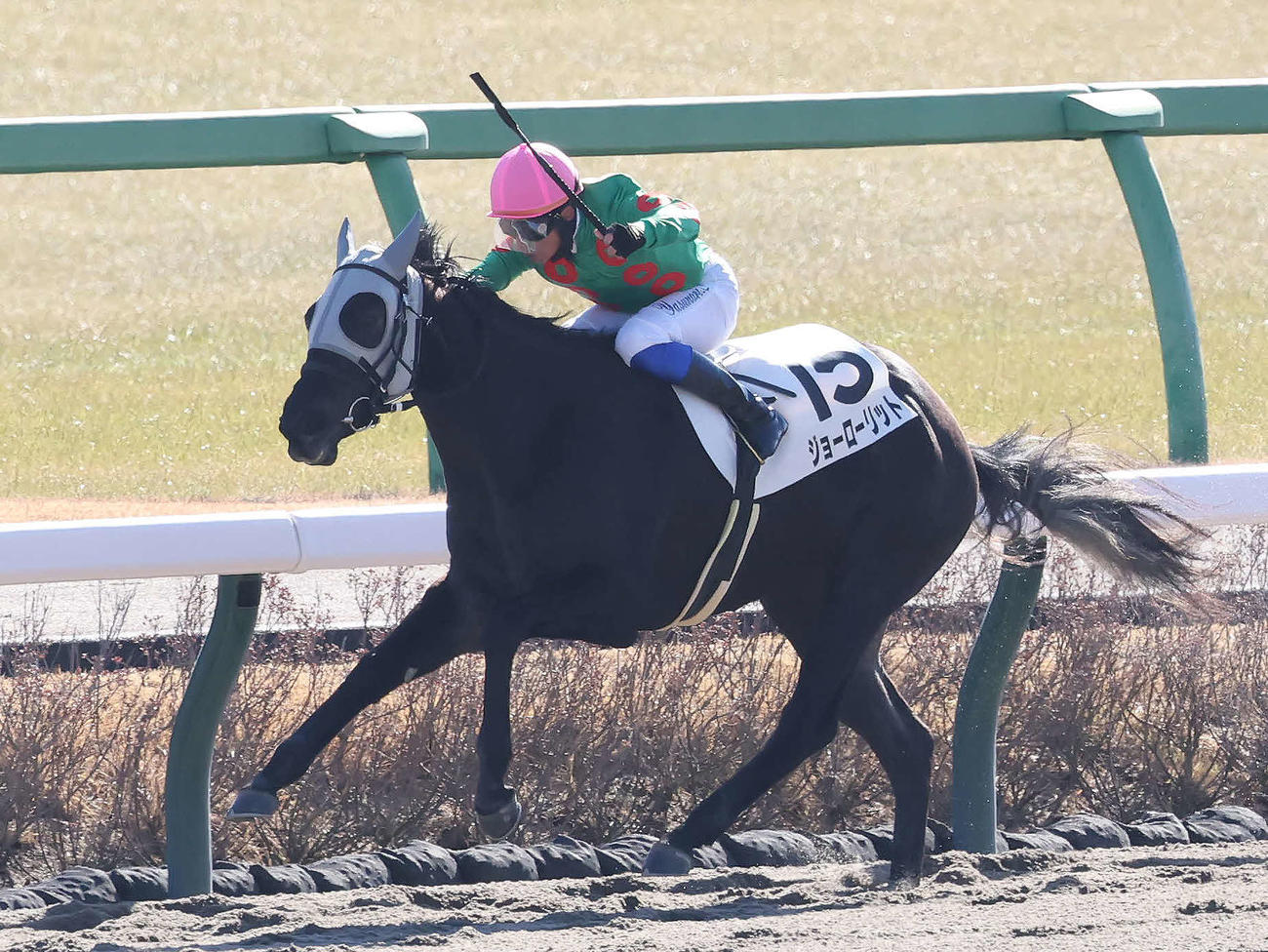 中山3R新馬戦を制したジョーローリットと岩田康騎手（撮影・丹羽敏通）