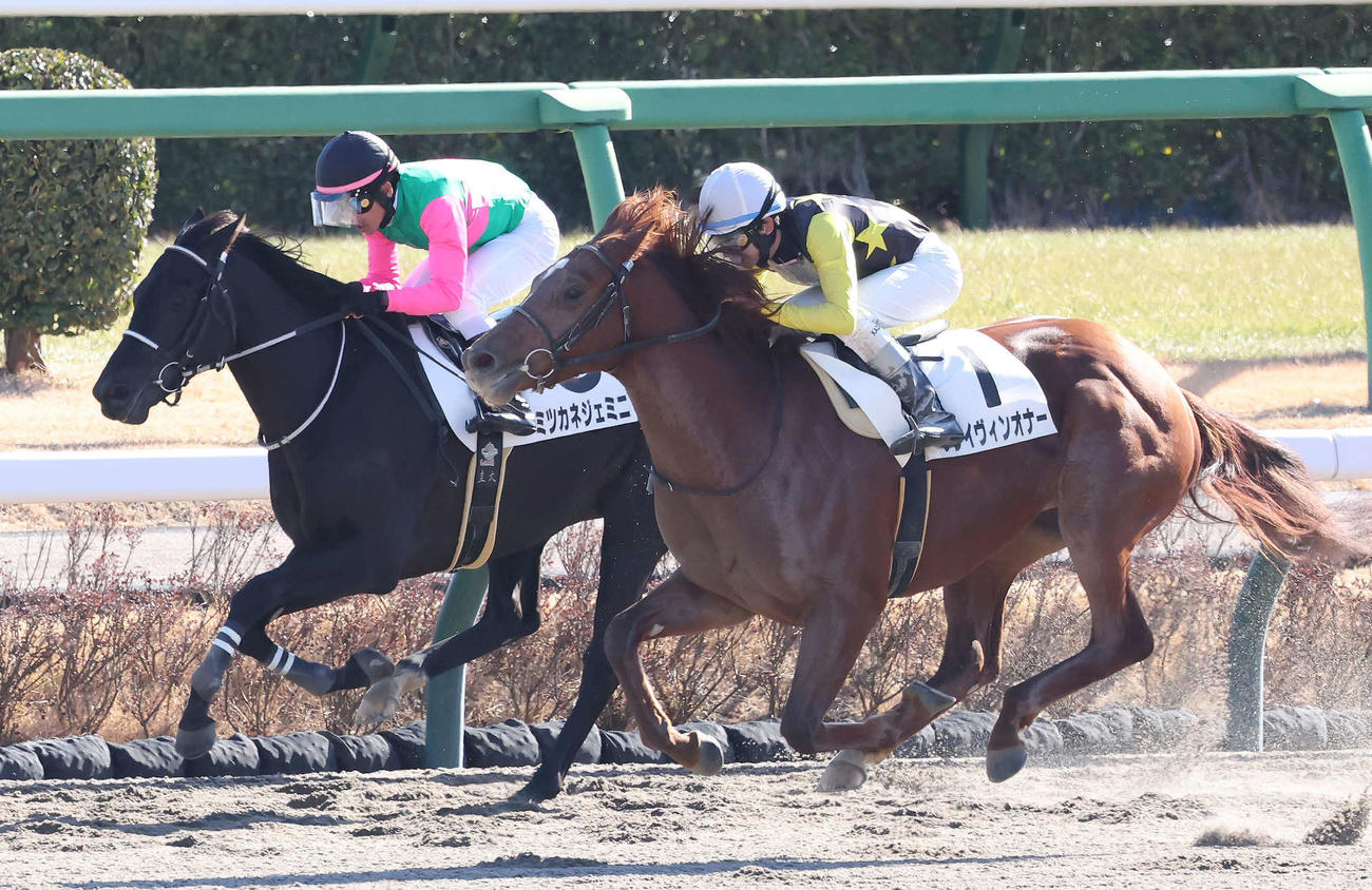 中山4R新馬戦を制したクレイヴィンオナーと横山和騎手（手前）（撮影・丹羽敏通）