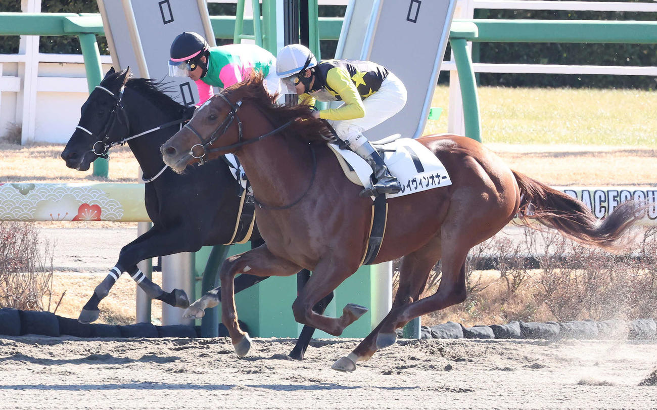 中山4R新馬戦を制したクレイヴィンオナーと横山和騎手（手前）（撮影・丹羽敏通）