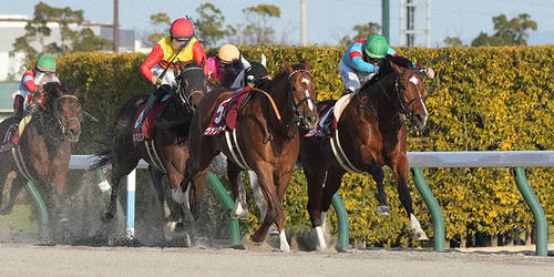 プロミストウォリア(右)が東海Sを制した(撮影・森本幸一)=2023年1月22日、中京競馬場