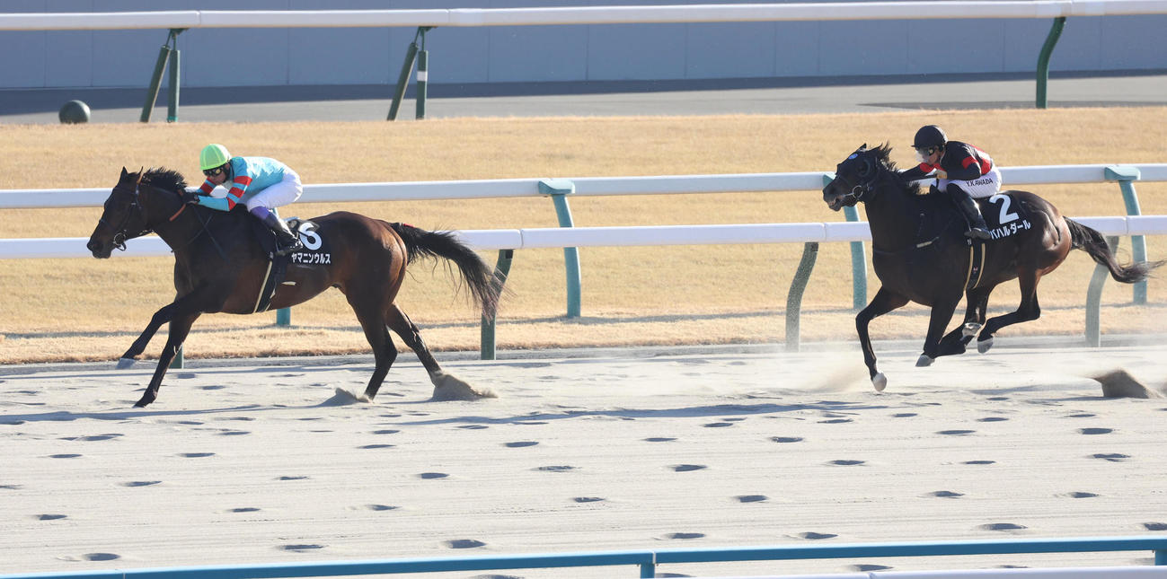 無傷の4連勝で雅Sを制したヤマニンウルス（左）（撮影・白石智彦）