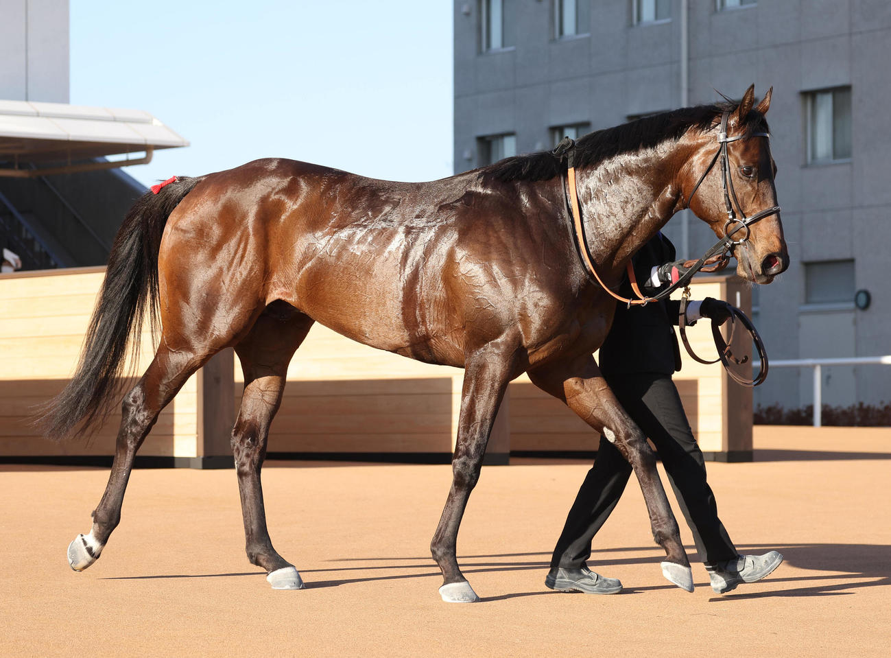 無傷の4連勝で雅Sを制したヤマニンウルス（撮影・白石智彦）