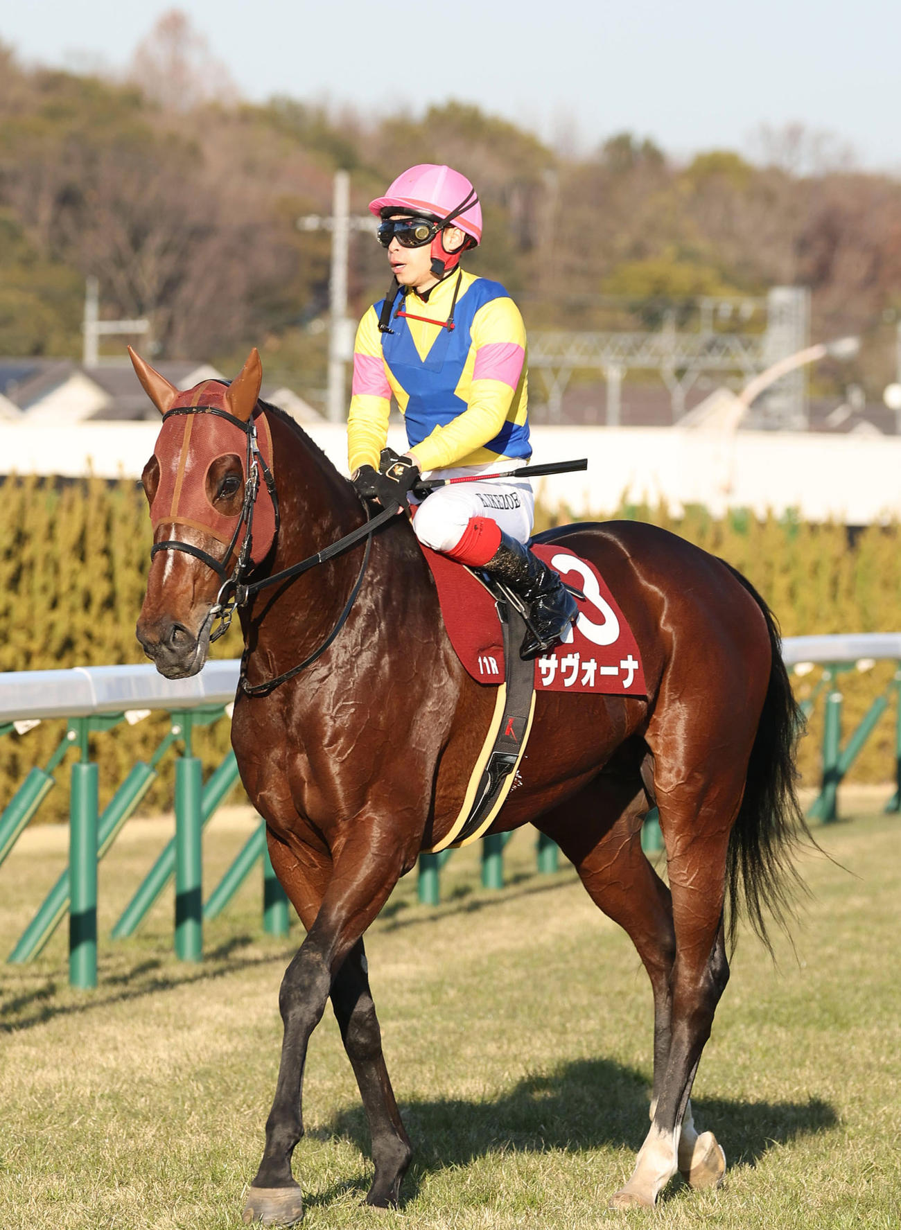 日経新春杯2着に入ったサヴォーナ（撮影・白石智彦）