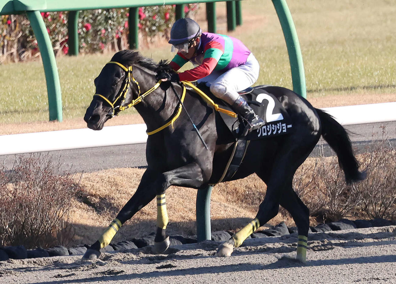 ジャニアリーSを制したクロジシジョーと戸崎騎手（撮影・丹羽敏通）