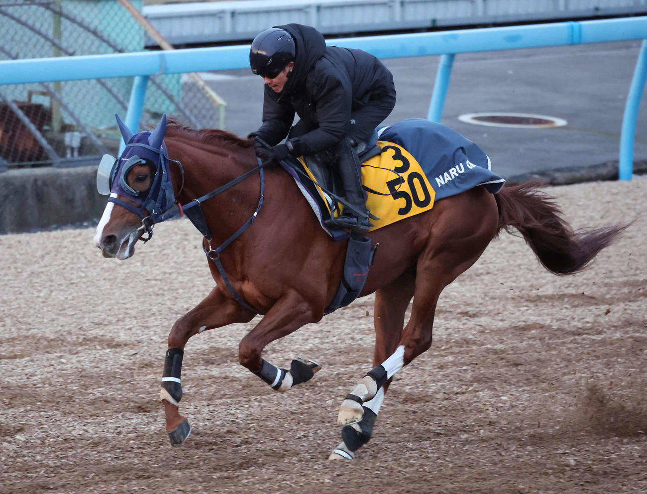 戸崎騎手を背に追い切られたオメガギネス（24年1月11日撮影・丹羽敏通）