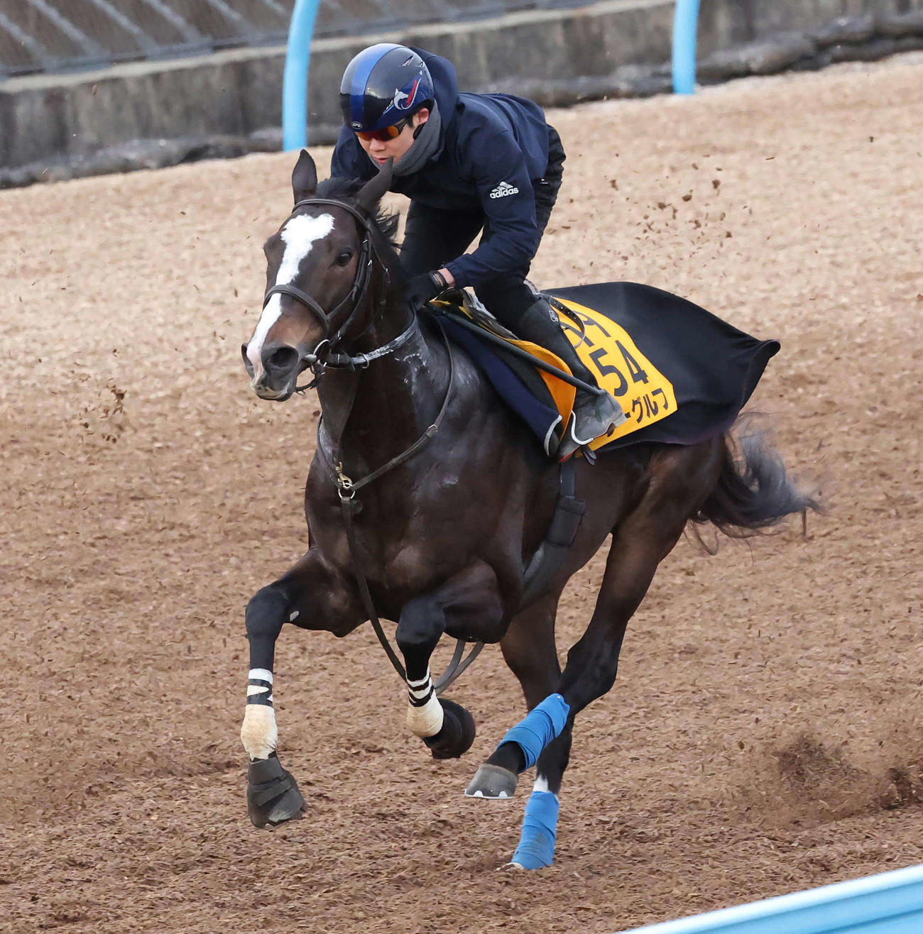 ラーグルフは三浦騎手を背に美浦ウッドで追い切られた（2024年1月11日撮影）