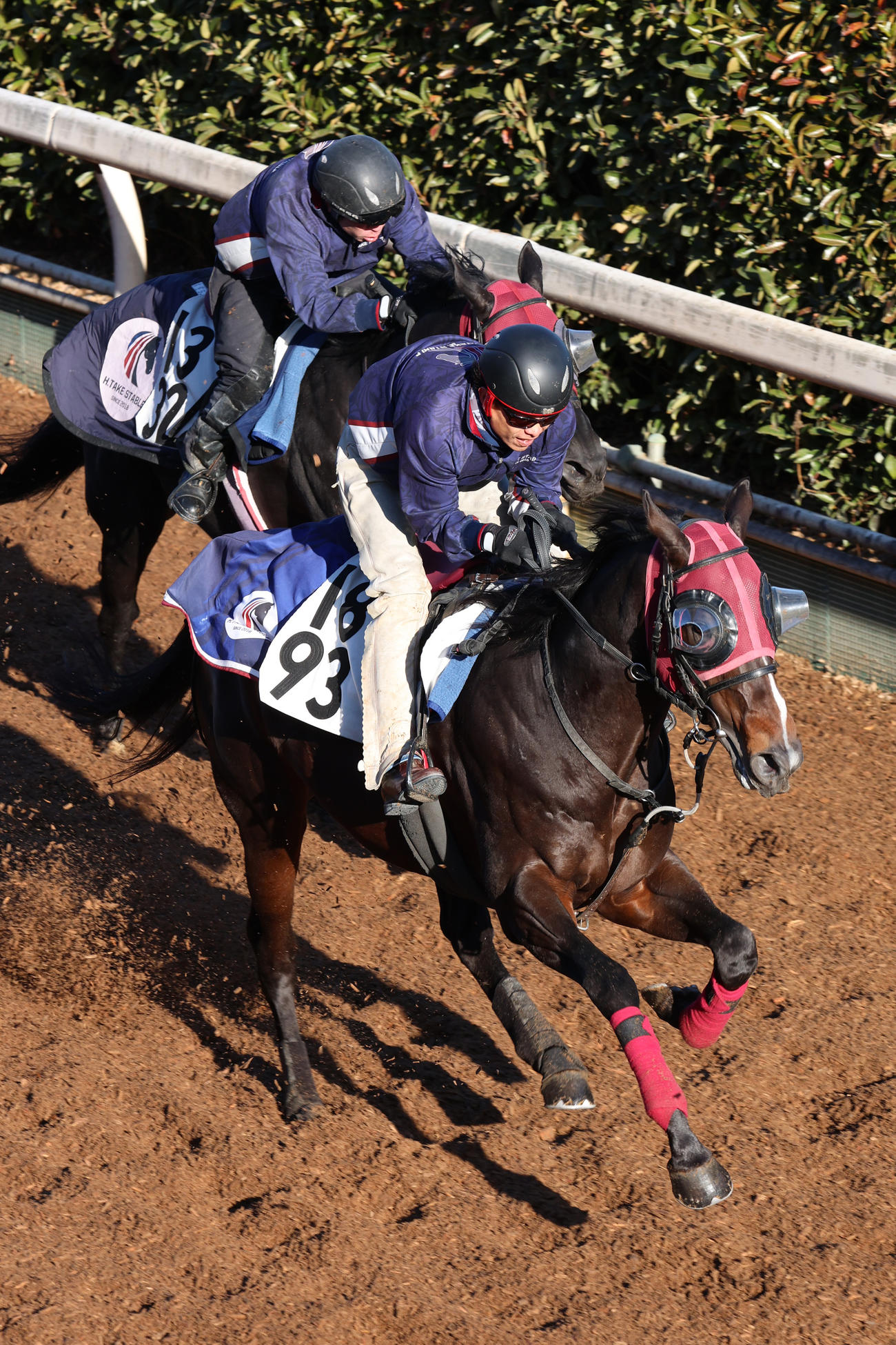 坂路で併せ馬に先着するペプチドナイル（右）