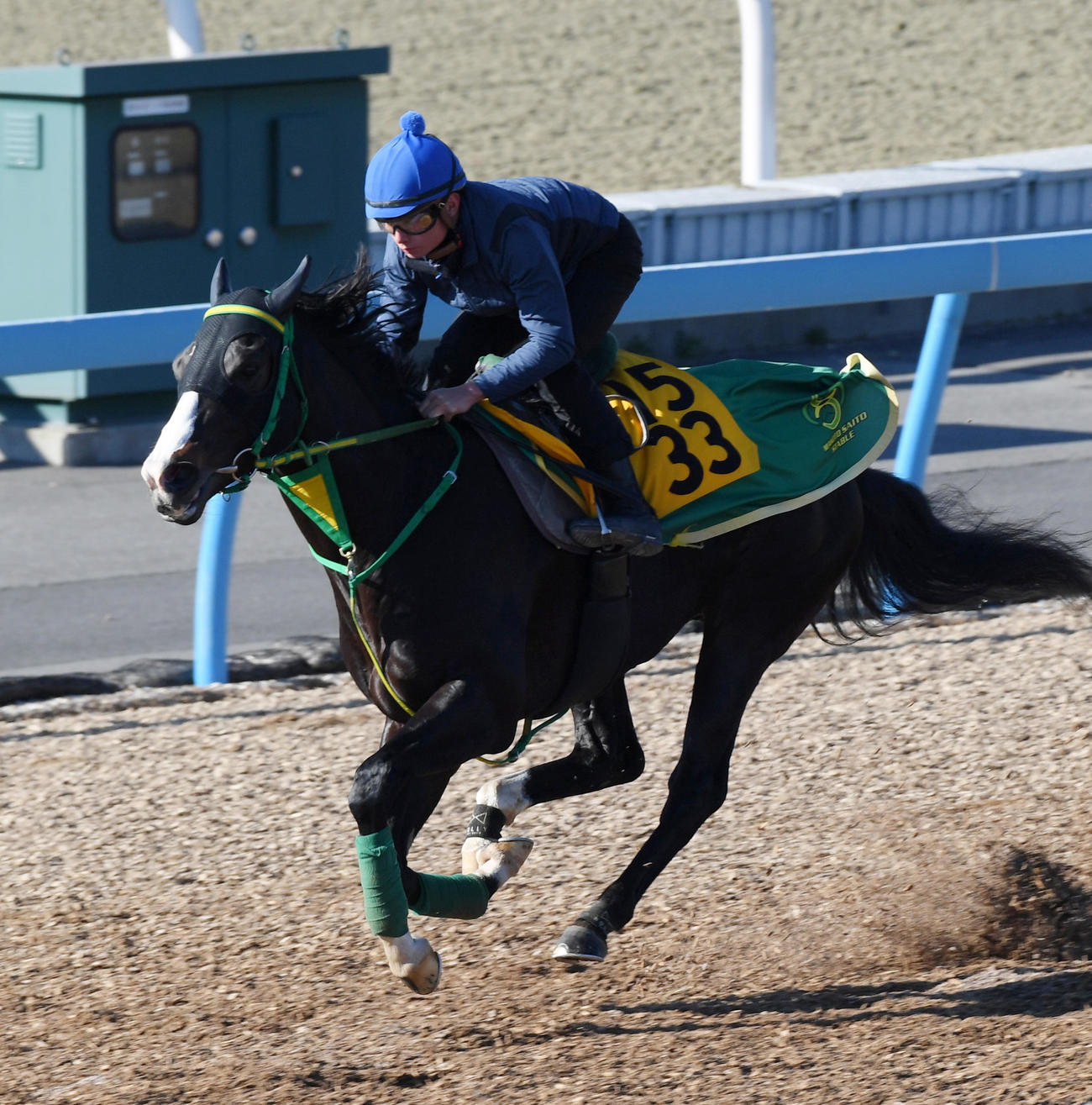 岩田望騎手を背にブライアンセンスはウッドチップで追い切る（撮影・柴田隆二）