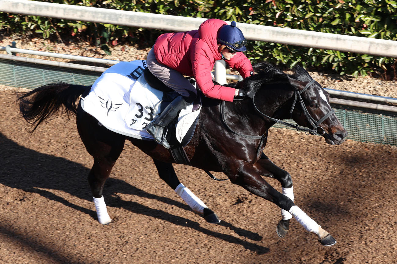 坂井瑠星騎手が騎乗し、坂路で好時計をマークしたアグリ