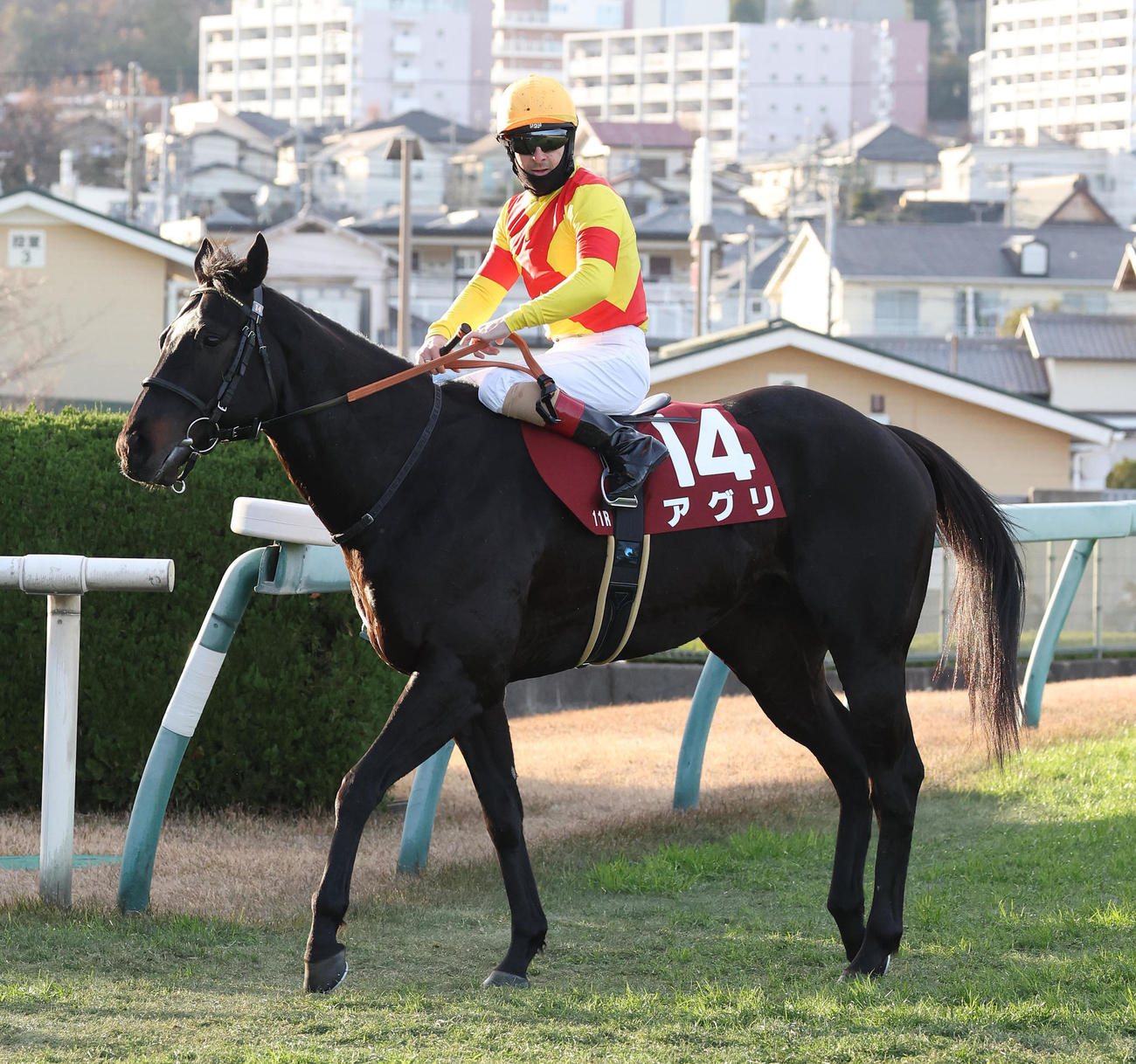 アグリ（2023年12月23日撮影）