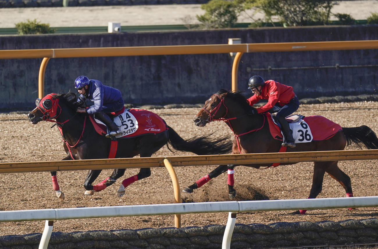 CWコースを併せ馬で追い切るドライスタウト（左）