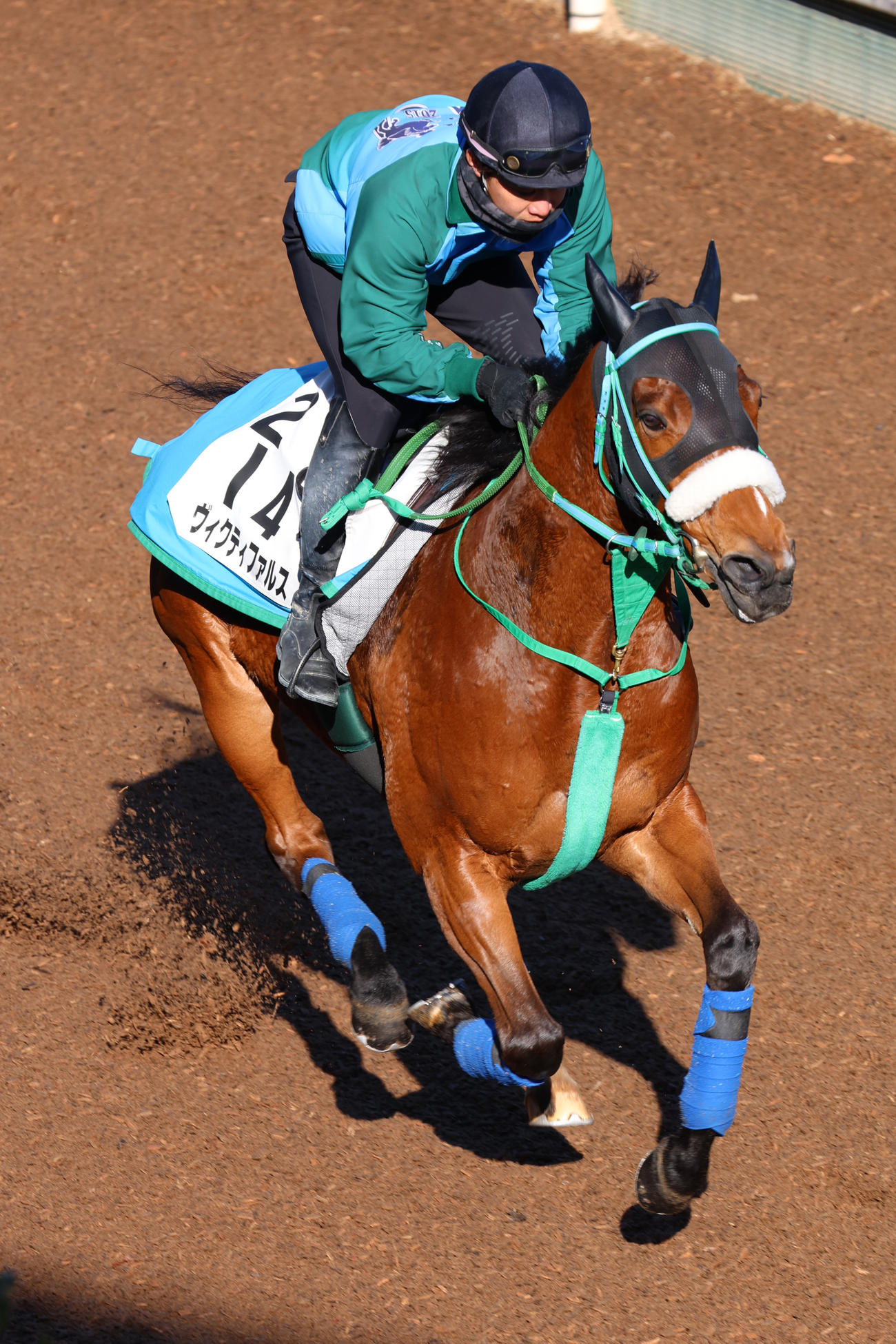 坂路を馬ナリで駆け上がるヴィクティファルス