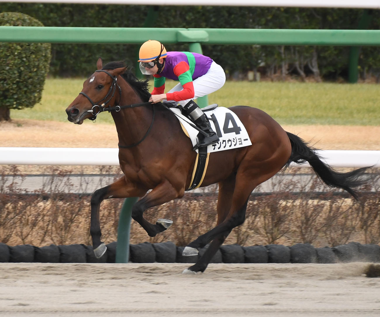 中山3R、新馬戦を制したテンクウジョーと横山和騎手（撮影・柴田隆二）