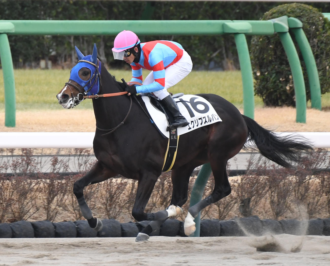中山4R、新馬戦を制したエクリプスルバンと戸崎騎手（撮影・柴田隆二）