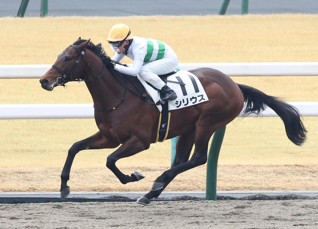 京都1R、3歳未勝利を勝ち上がったシリウス（撮影・白石智彦）
