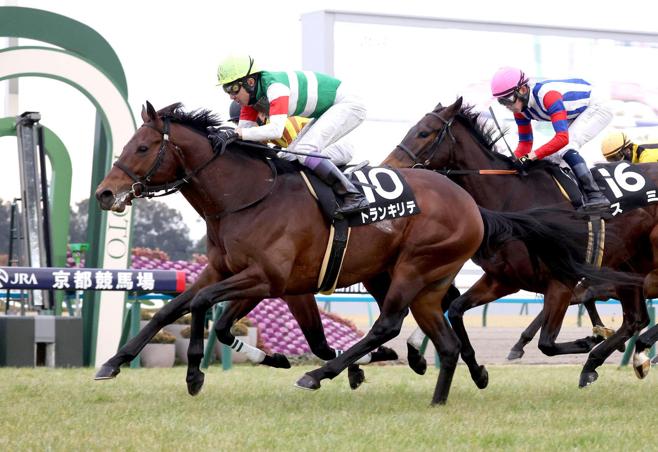 京都11R、ゴール前でセオを差し切って石清水Sを制したトランキリテ（撮影・白石智彦）