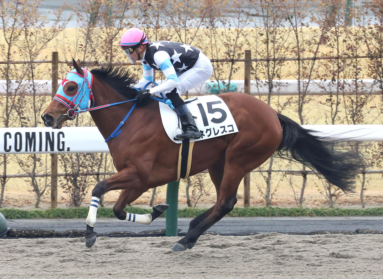 京都3R、逃げ切って新馬戦を制したネグレスコ（撮影・白石智彦）