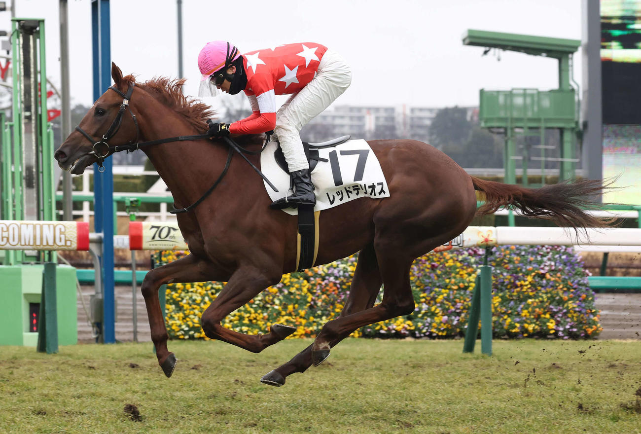 中山6R新馬戦を制したレッドテリオスと三浦騎手（撮影・丹羽敏通）