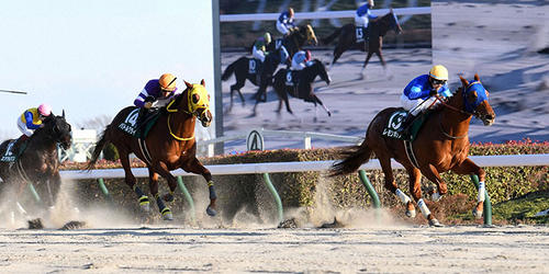 根岸Sを制したレモンポップ(右)(撮影・柴田隆二)=2023年1月29日、東京競馬場